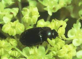 rape blossom beetle